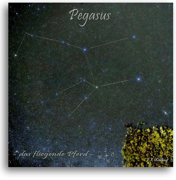 Sternbild Pegasus - Leinwandbild 70x70 cm